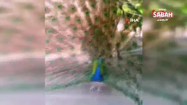 Erken öten tavus kuşu CİMER'e şikayet edildi | Video