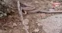 Kış uykusundan uyanan ayılar ve yılanların kavgası böyle görüntüledi | Video