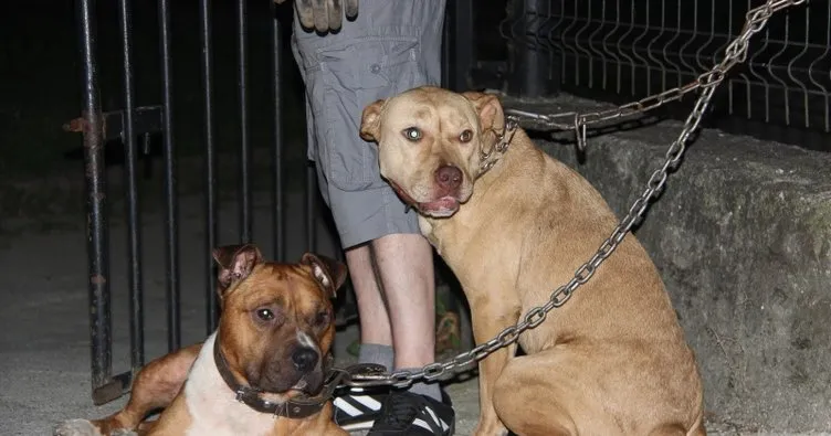 İki pitbull cinsi köpeği park girişine bağlayıp kaçtılar
