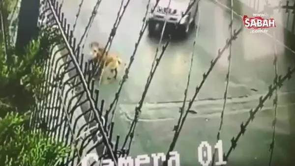 Tüm Türkiye izlemişti! Köpeği ezen kadın, görüntülere rağmen suçu köpeğe attı | Video