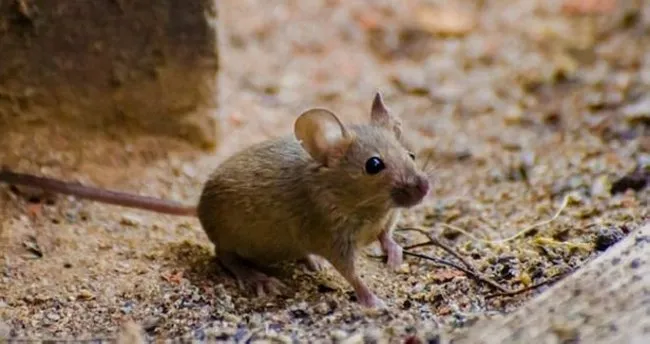ruyada fare gormek ne anlama gelir ruyada fare gormek fare yakalamak ve fare oldurmek yorumu ruya tabirleri haberleri