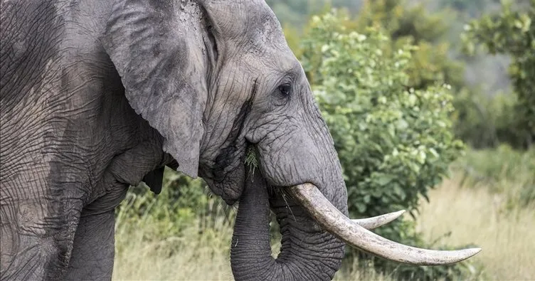 Çin vahşi filler için harekete geçti: 150 bin kişi tahliye edildi