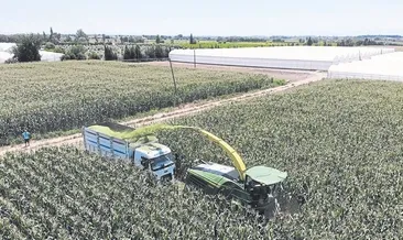 Mısır hasadı bereketli başladı