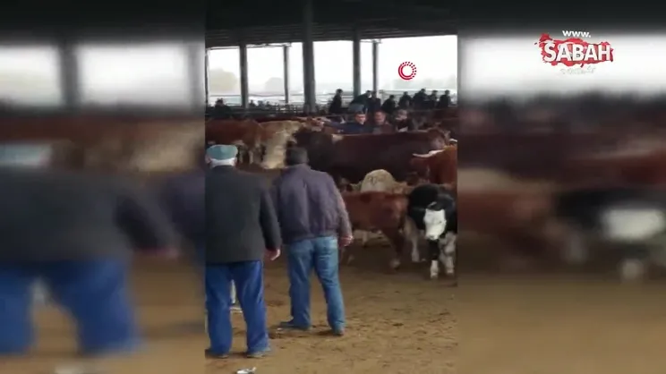 Iğdır’da mezbahaneden kaçan boğa hayvan pazarını birbirine kattı: 1 yaralı | Video