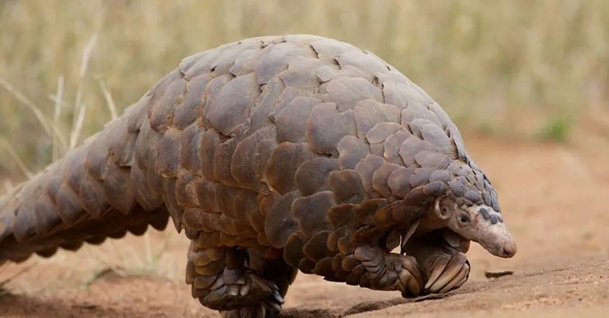 pangolin nedir nasil bir hayvan corona virusu pangolinden mi bulasti son dakika haberler