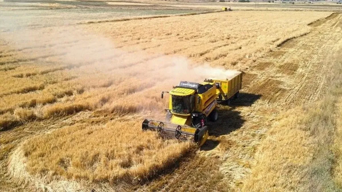 TİGEM 2 bin 906 ton mahsul buğday satacak