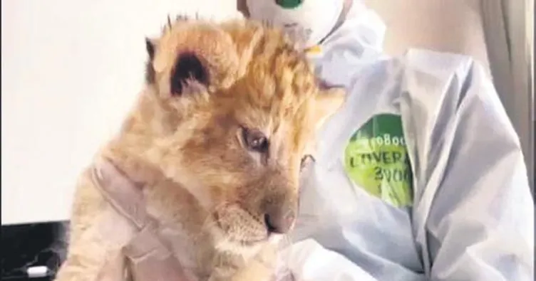 Yavru aslan baskını