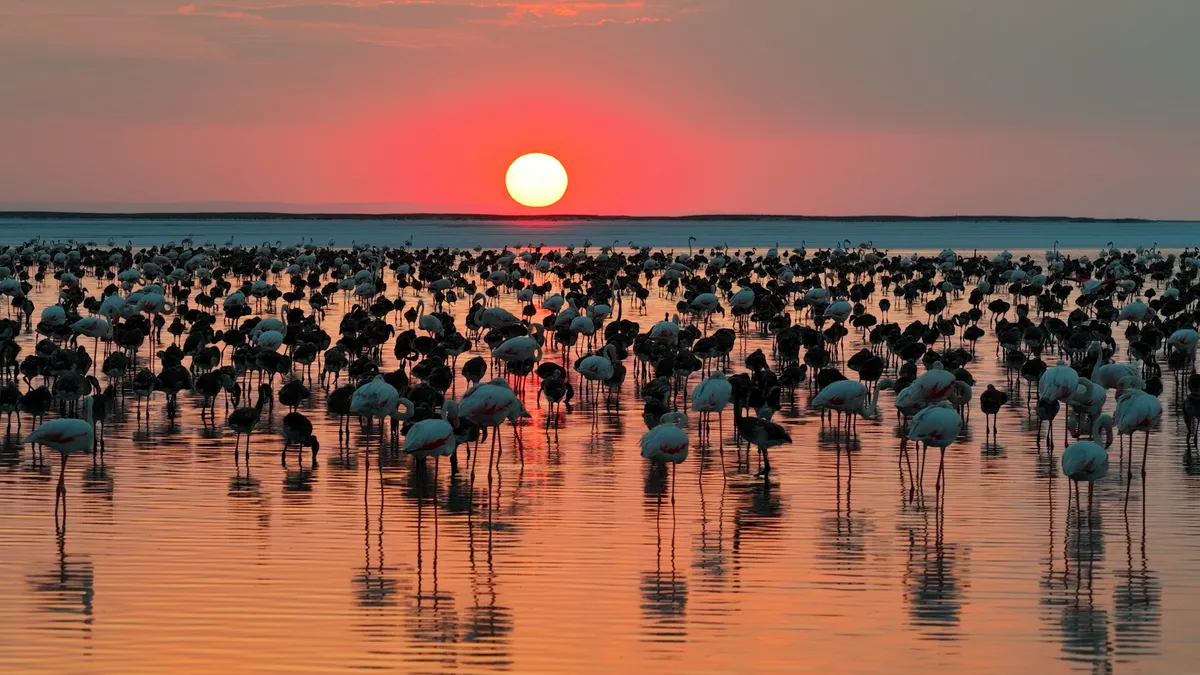 Bakan Kurum’dan Tuz Gölü paylaşımı: Son 5 yılın en yüksek yavru flamingo sayısına ulaştık Bakan Kurum’dan Tuz Gölü paylaşımı: Son 5 yılın en yüksek yavru flamingo sayısına ulaştık