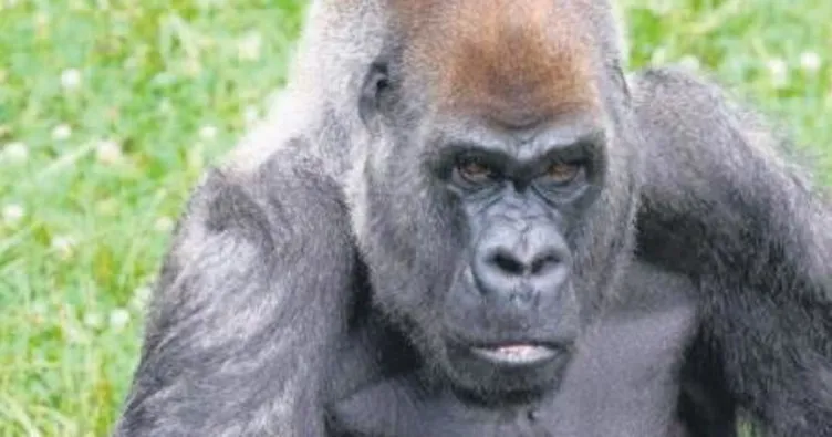 En yaşlı goril 61’inde öldü