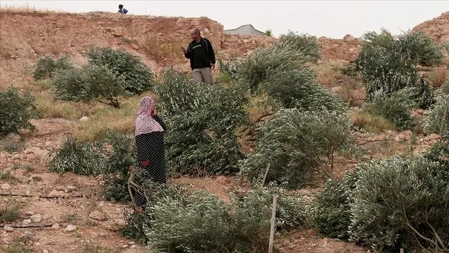israil-bati-seriada-bir-haftada-8-bin-agaci-soktu-1766698825687.jpg İsrail, Batı Şeria'da bir haftada 8 bin ağacı söktü