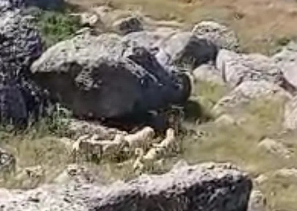 cobanin-kamerasina-yansiyan-ayi-panigi-kopekler-suruye-siper-oldu-1755027204697.jpg