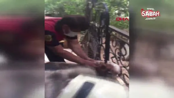 Muğla'da demir korkuluklara sıkışan köpeği itfaiye kurtardı