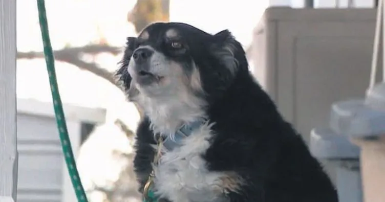 Köpek Lulu’ya 5 milyon dolar miras