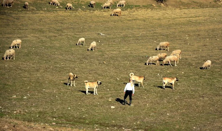 Çoban köpekleri sınırda Mehmetçiğin can dostu olacaklar