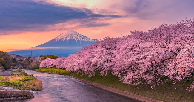 Sakura yüzme kulübü ücretsiz indir
