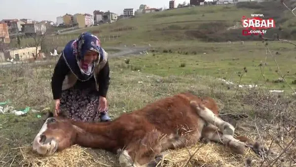 Arnavutköy'de sahipsiz yaralı atlara kadınlar sahip çıkıyor