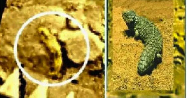 Venüs’te hayat var