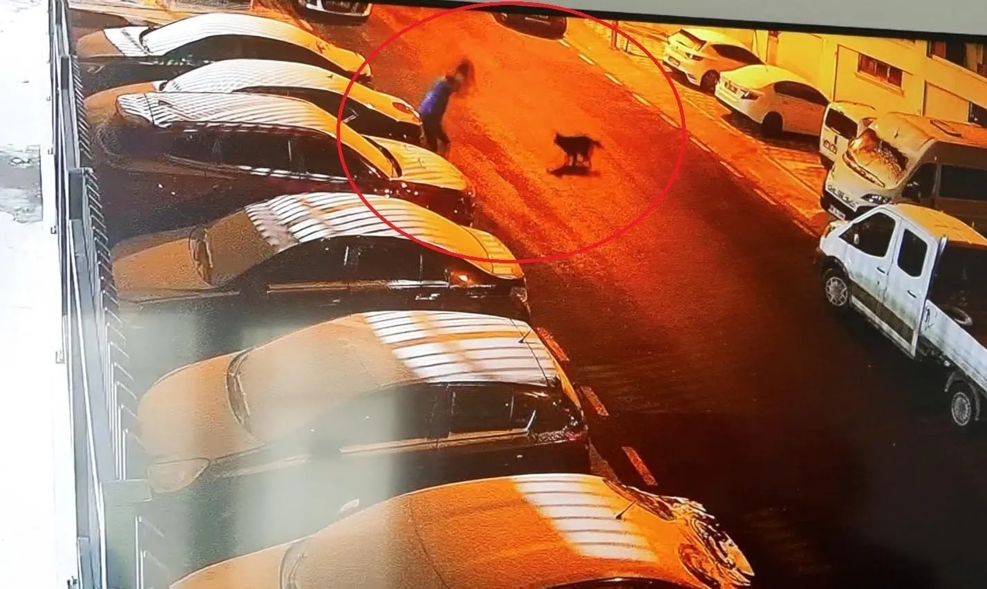 Mamak’ta sokak köpekleri dehşeti! Son anda kurtuldu, kolu kırıldı Mamak’ta sokak köpekleri dehşeti! Son anda kurtuldu, kolu kırıldı