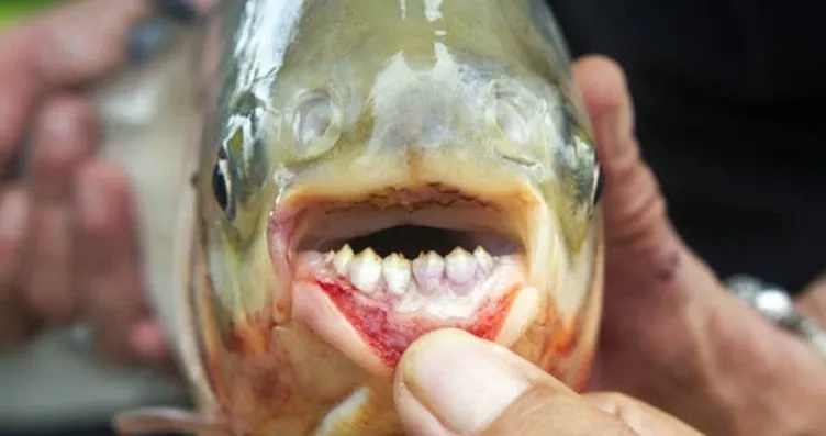 sabah