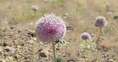 Tunceli Dağ Sarımsağı, zamansız toplanma nedeniyle tehdit altında #tunceli