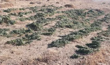 Bingöl’de 3 farklı noktada uyuşturucu operasyonu Bingöl’de 3 farklı noktada uyuşturucu operasyonu