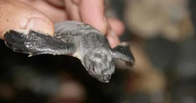 Caretta Caretta’lara güvenlik önlemi