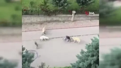 6 sokak köpeği yolda yürüyen çocuğun etrafını sardı: Talihsiz yavru kabusu yaşadı!