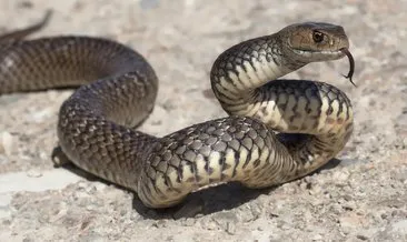 https www sabah com tr bahtiyar engin kimdir