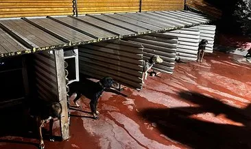 Balıkesir’de köpeklere sopayla işkence etmişti: Ekipler harekete geçti! #balikesir