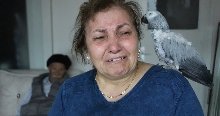 Papağan Can 8 aydır kayıp! Sahibi gözyaşları ile yardım istedi: Bulana büyük ödül veririm!