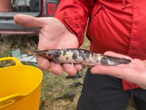 clarias batrachus