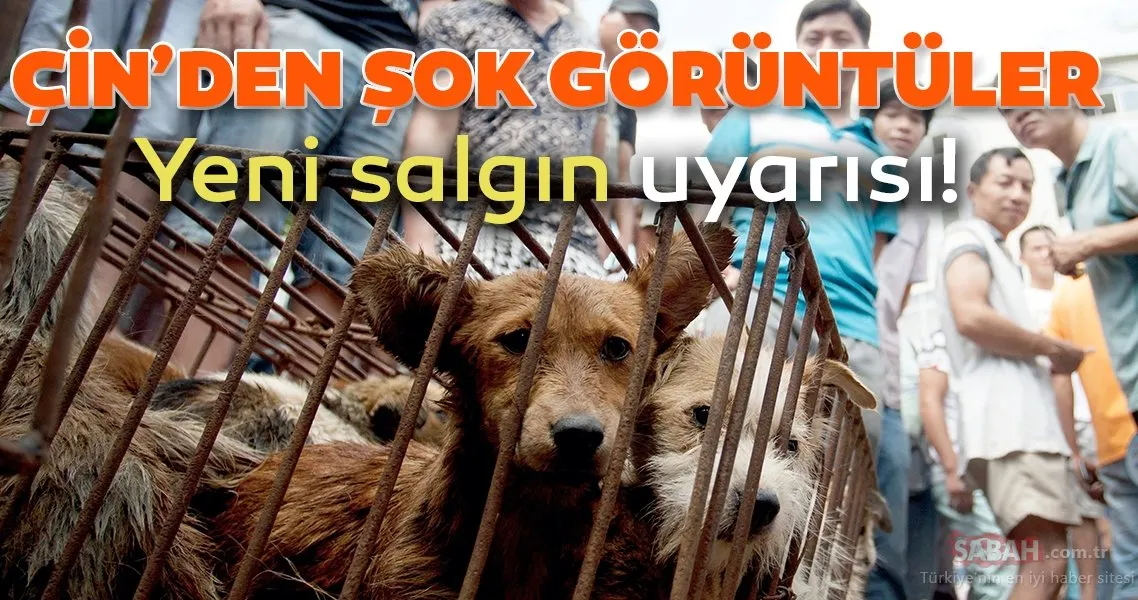 Yeni bir salgın mı geliyor? Çin�de köpek eti festivali tepkilere rağmen