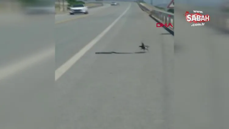Tunceli'de saksağanın yolun ortasındaki yılan avı kamerada