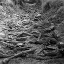 60.000 kişi öldürüldü