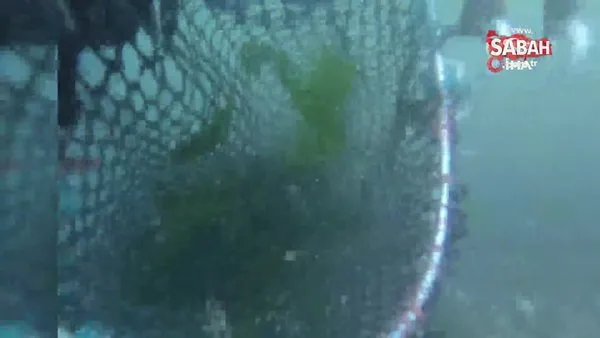 Kaçak midye avcılarına darbe: Dalgıçlar denize saklanan 2 ton midyeyi böyle çıkardı | Video