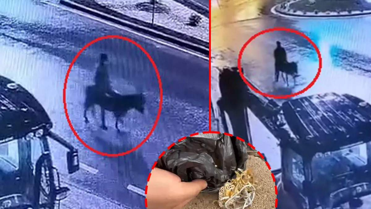 Kayseri’de çuval çuval altını eşekle çalmıştı! Türkiye'nin konuştuğu hırsız hakkında yeni gelişme