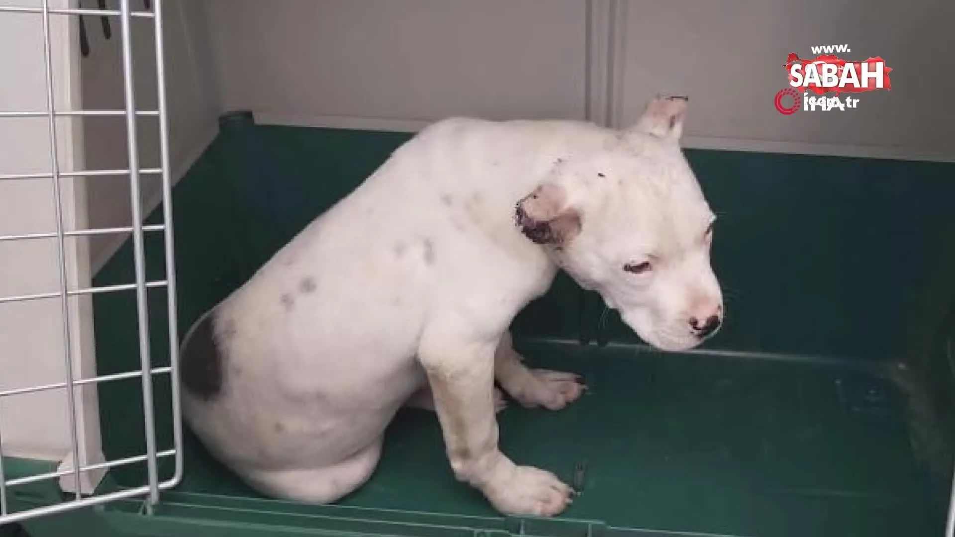 Kulaklari Kesilen Pitbull Tedavi Altina Alindi Video Videosunu Izle Son Dakika Haberleri Kulaklari Kesilen Pitbull Tedavi Altina Alindi Video Videosunu Izle Son Dakika Haberleri