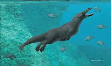 Peru’da 4 bacaklı balina fosili keşfedildi
