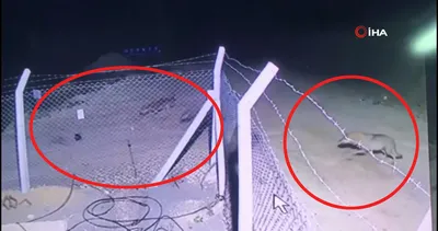 ruyada tavsan gormek ne anlama gelir