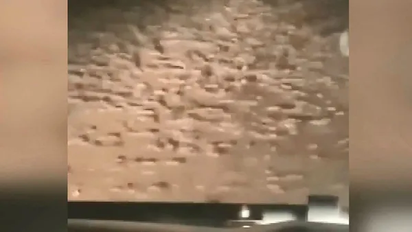 Avustralya’yı fareler bastı! Çiftçiler hükümetten acil yardım istedi