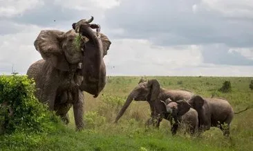 Doğanın vahşi yüzü! Yavru fillere yaklaşan bufalonun korkunç sonu