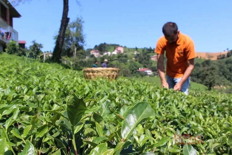 Dünyada ilk kez Türkiye’de üretilen 2,5 yapraklı organik yeşil çay bu yıl 60 bin adet üretildi