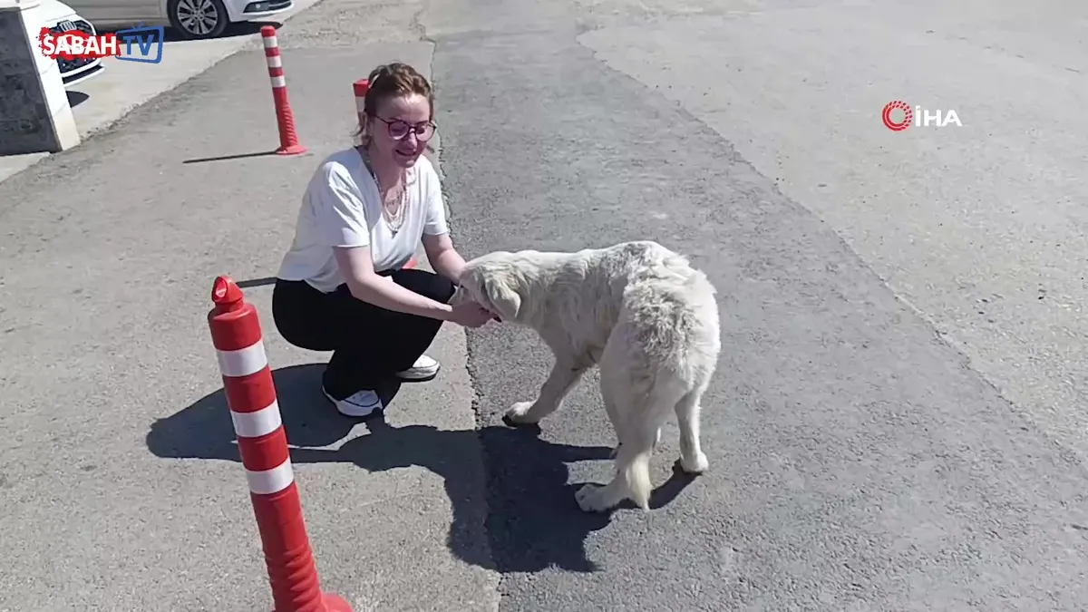 Mahsur kalan köpeğin sesini sadece o duydu, kurtarıldığında gözyaşlarına boğuldu | Video videosunu izle Mahsur kalan köpeğin sesini sadece o duydu, kurtarıldığında gözyaşlarına boğuldu | Video videosunu izle