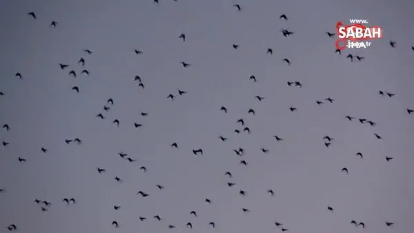 Van semalarında sığırcık kuşlarının muhteşem dansı kamerada | Video