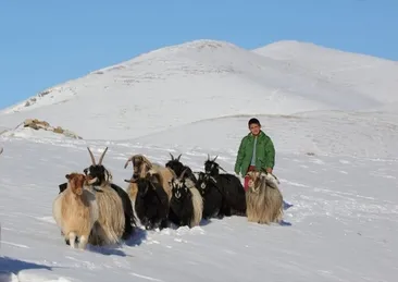 Kışın zorlu şartlarında hayvancılık yapıyorlar