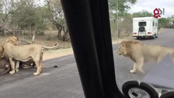 Safariye çıktılar! Gördükleri manzara karşısında hayatlarının şokunu yaşadılar