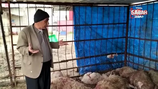 Vahşi hayvanların saldırdığı ahırdaki 15 koyun telef oldu | Video
