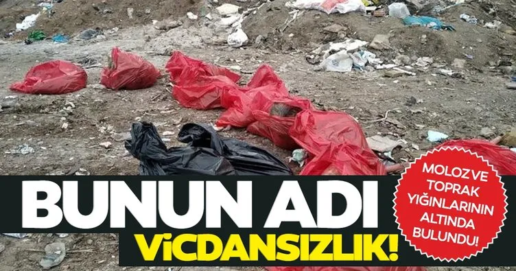Ankara’da molozların arasında 20 ölü köpek bulundu