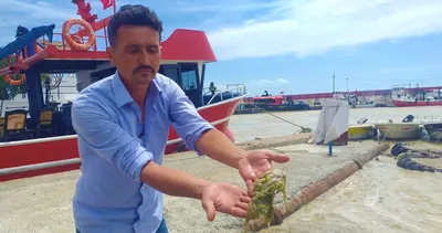 Kirli kabus ‘salya’ geri döndü! 10 yılda bir denizi mahvediyor