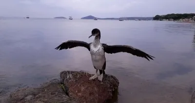 Şımarık ve arkadaşları! Tatilcilerle arkadaş olup oyunlar oynuyor!